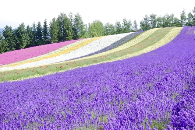 北海道ラベンダー畑の代表格 ファーム富田