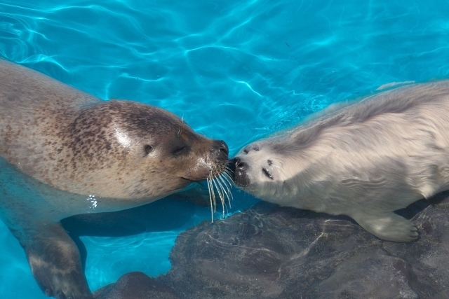 北海道の観光スポット おたる水族館