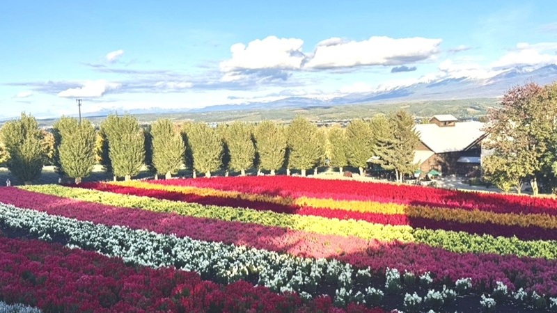 観光タクシーで巡る北海道・美瑛町（就実の丘）の花畑